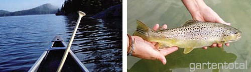 DAM Fertigangel 14 Haken / Pose 0,6 G