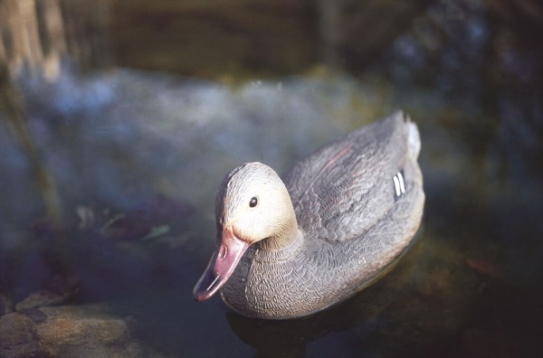 Oase Teichfigur Stockente Weiblich Dekofigur