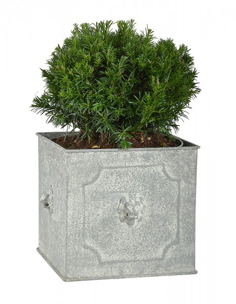 Pflanztopf Quadratisch Löwenkopf Pflanzkübel Eisen Grau Patiniert