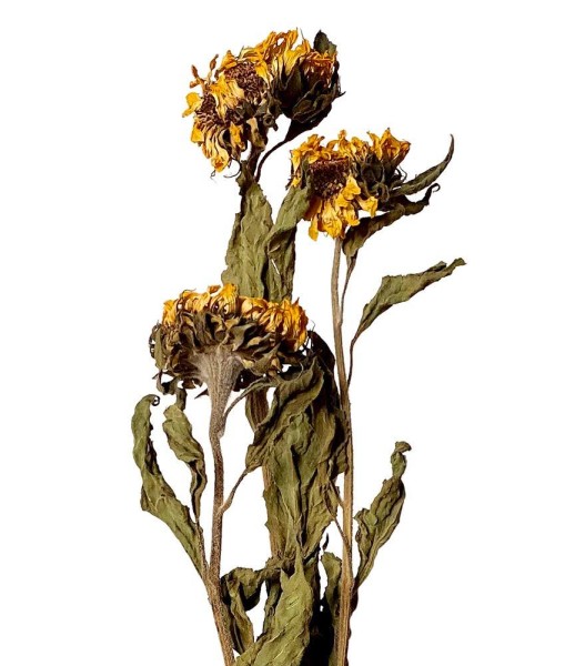 Sonnenblumen getrocknet Trockenblumen Natur Bund 3 Stück Trockenblumenstrauß