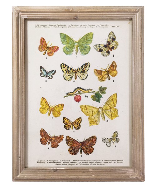 Wandbild Set Schmetterlinge Biologie Vintage-Stil Holzrahmen 4 Stück 40x30cm