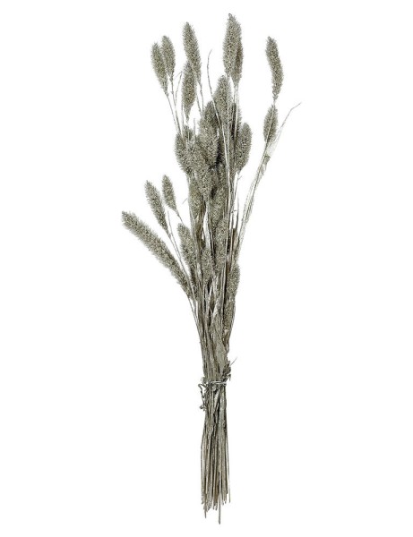 Trockenblumenstrauß Silber Hirse Setaria getrocknet Bund mit Stiel Weihnachten