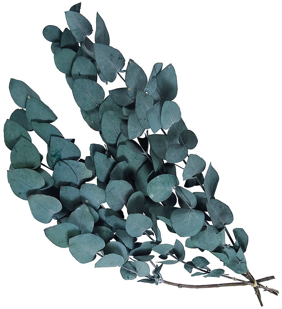 Eukalyptus "Baby Blue" getrocknet Bund mit Stiel Trockenblumenstrauß Natur