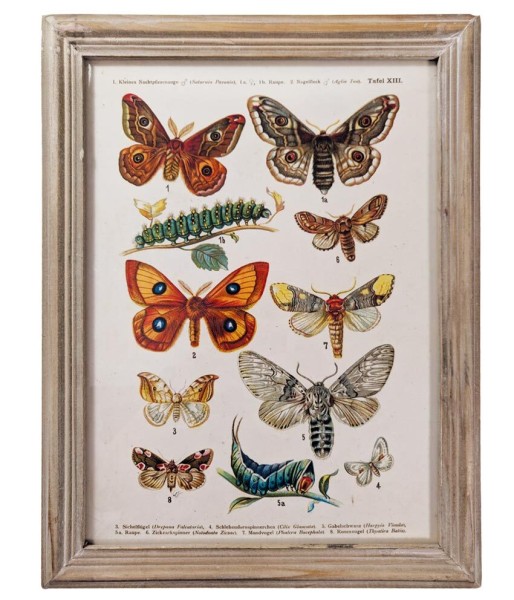 Wandbild Set Schmetterlinge Biologie Vintage-Stil Holzrahmen 4 Stück 40x30cm