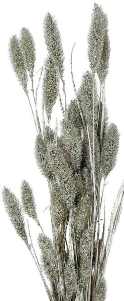 Trockenblumenstrauß Silber Hirse Setaria getrocknet Bund mit Stiel Weihnachten