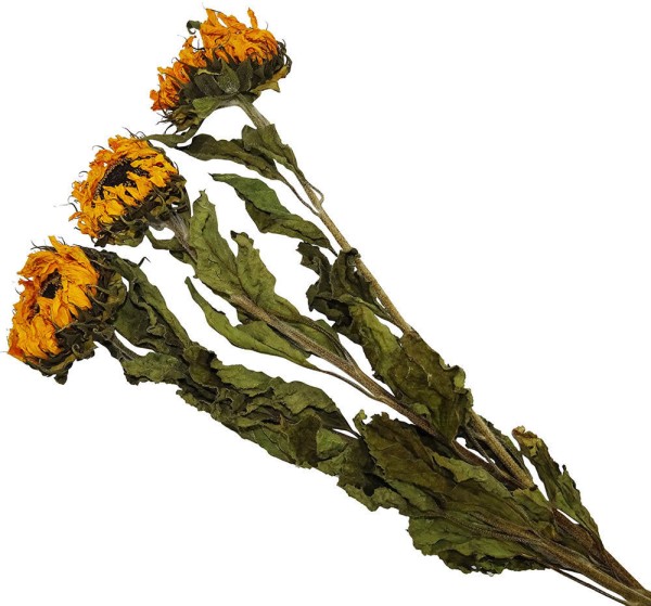 Sonnenblumen getrocknet Trockenblumen Natur Bund 3 Stück Trockenblumenstrauß