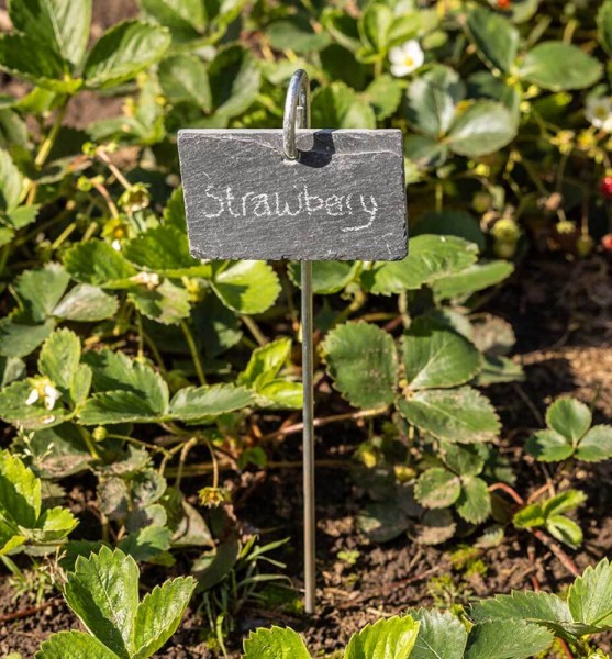 Pflanzschild Schiefer mit Gartenstecker zum Beschriften von Pflanzen, Kräutern
