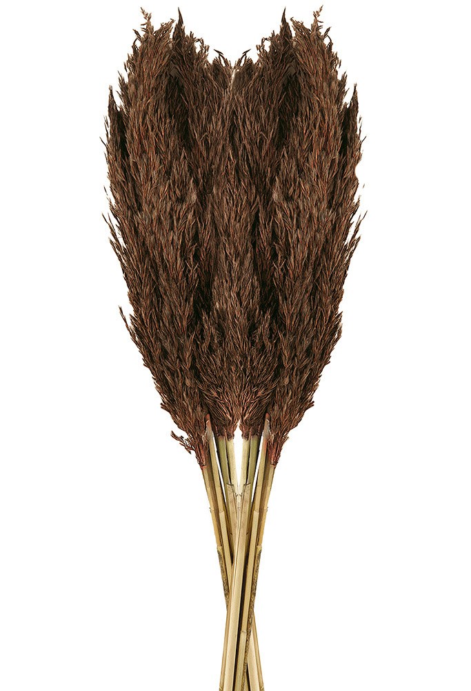 Pampasgras Ziergras Getrocknet Braun Bund Trockenblumen Deko Gras Natur 80cm Pampasgras Ziergras Getrocknet Braun Bund Trockenblumen Deko Gras Natur 80cm