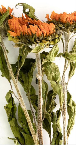 Sonnenblumen getrocknet Trockenblumen Natur Bund 3 Stück Trockenblumenstrauß