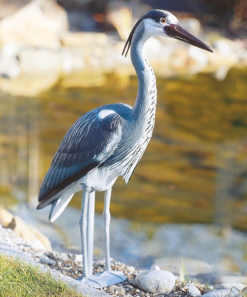 Oase Fischreiher Figur Dekofigur Reiherschreck