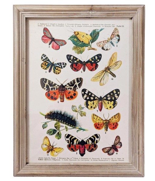 Wandbild Set Schmetterlinge Biologie Vintage-Stil Holzrahmen 4 Stück 40x30cm
