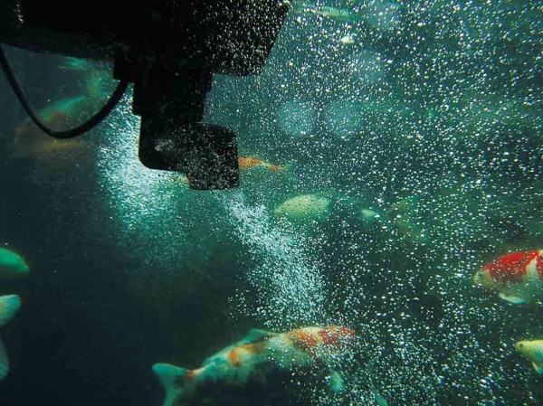 Oase Swimskim 50 Teich Skimmer 50M² mit Pumpe