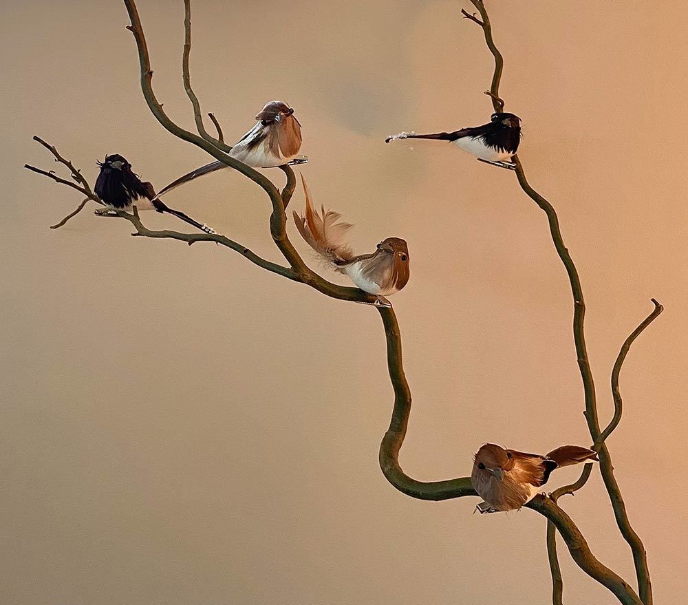 Künstliche Vögel Federschwanz Mit Klammer 6 Stück Christbaumschmuck