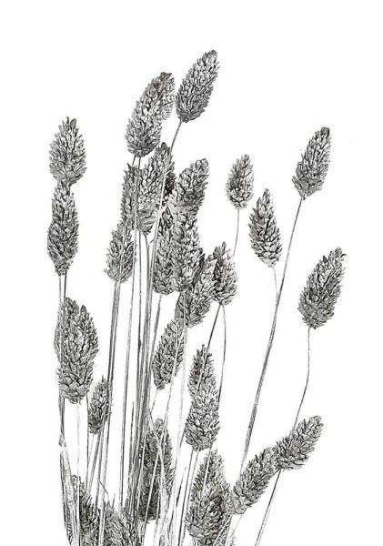 Phalaris getrocknet Silber Bund mit Stiel Glanzgräser Trockenblumenstrauß