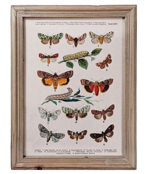 Wandbild Set Schmetterlinge Biologie Vintage-Stil Holzrahmen 4 Stück 40x30cm