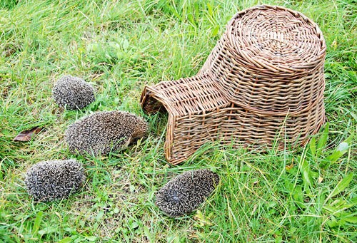 Igelkorb Unterschlupf für Igel Igelhaus Igelbau Weidekorb