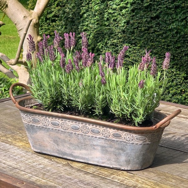 Zinktopf Pflanztopf Zink Blumentopf Oval Lang mit Griffen Landhausstil