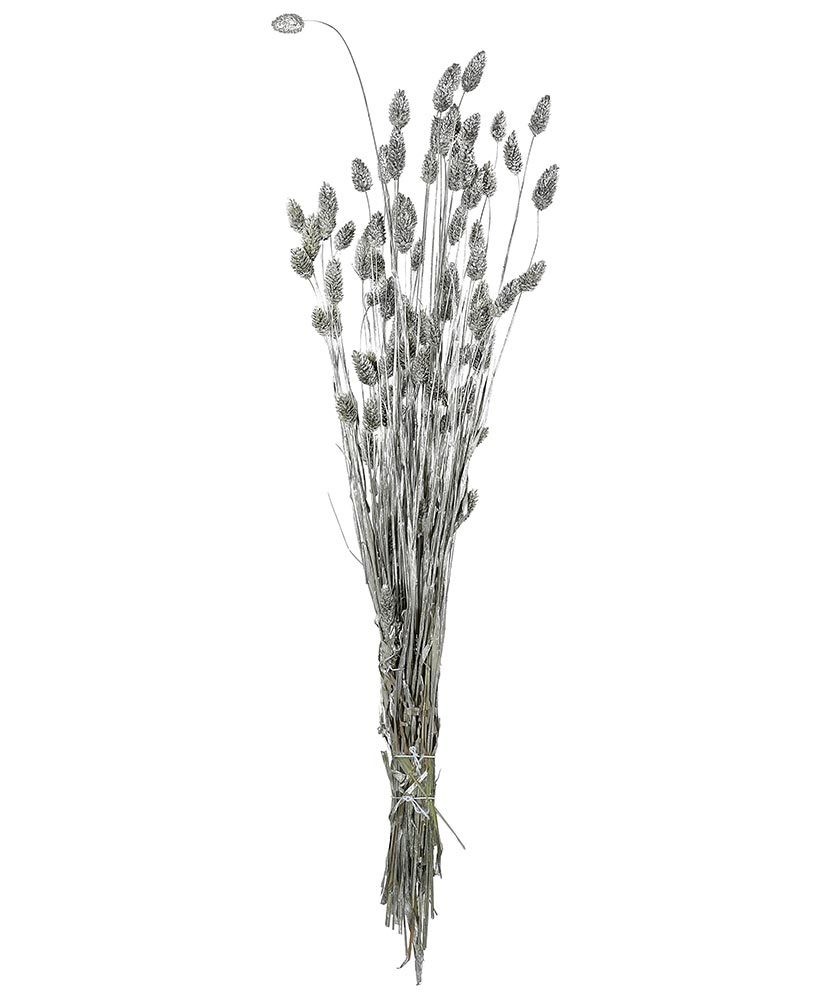 Phalaris getrocknet Silber Bund mit Stiel Glanzgräser Trockenblumenstrauß