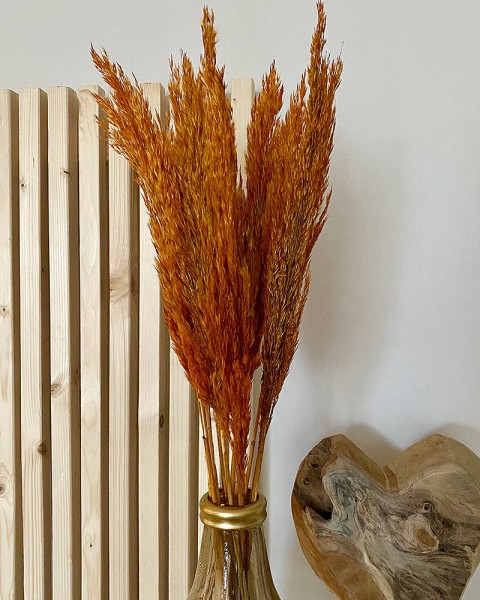 Pampasgras Ziergras Getrocknet Orange Bund Trockenblumen Deko Gras Natur 80cm